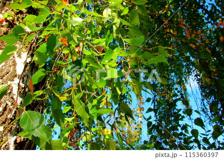 A green birch tree leaves 115360397