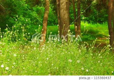 Green grass, white flowers in mixed forest 115360437