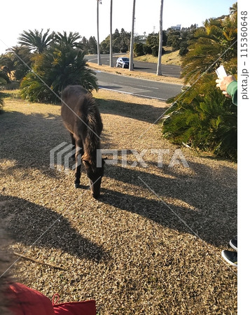 草食べてる馬 115360648