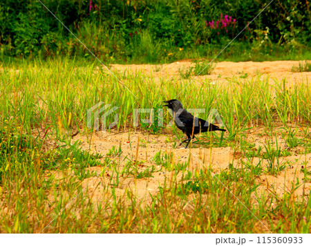 A jackdaw bird on the sand and grass. 115360933