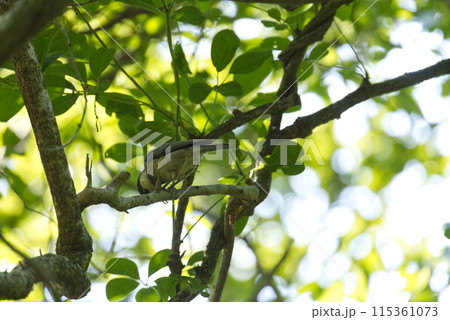 枝に止まるヤマガラの幼鳥 115361073