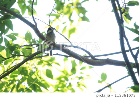 枝に止まるヤマガラの幼鳥 115361075