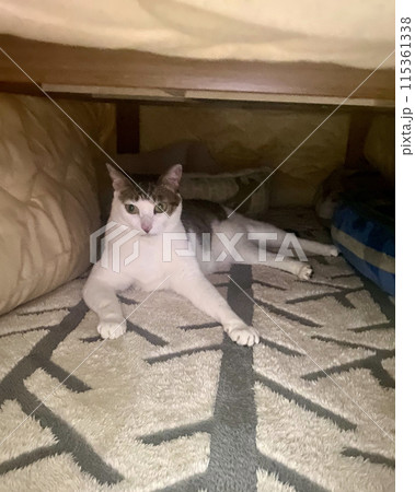 こたつの布団をめくると可愛い猫がいた こたつの布団をめくると可愛い猫がいた 115361338