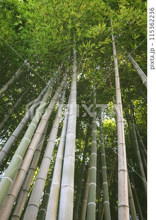 Bamboo forest. Thickets of bamboo. Bamboo forest. Thickets of bamboo. 115362236