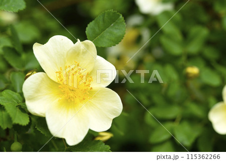 A white rosehip flower. A beautiful yellow rosehip flower. A white rosehip flower. A beautiful yellow rosehip flower. 115362266