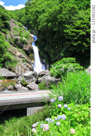 【佐賀県】新緑の見帰りの滝と紫陽花（日本の滝100選） 115362382