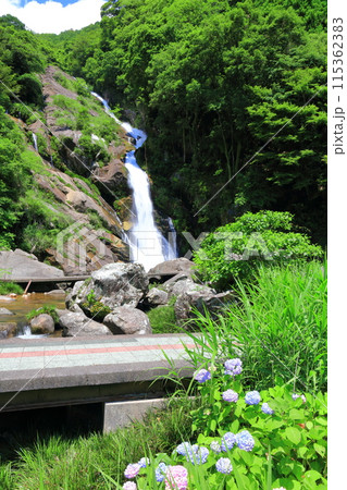 【佐賀県】新緑の見帰りの滝と紫陽花（日本の滝100選） 115362383