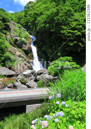【佐賀県】新緑の見帰りの滝と紫陽花(日本の滝100選) 【佐賀県】新緑の見帰りの滝と紫陽花(日本の滝100選) 115362386