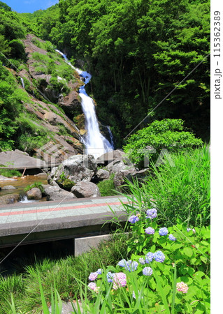 【佐賀県】新緑の見帰りの滝と紫陽花(日本の滝100選) 【佐賀県】新緑の見帰りの滝と紫陽花(日本の滝100選) 115362389