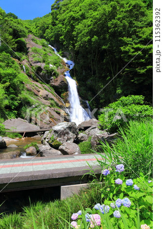 【佐賀県】新緑の見帰りの滝と紫陽花（日本の滝100選） 115362392