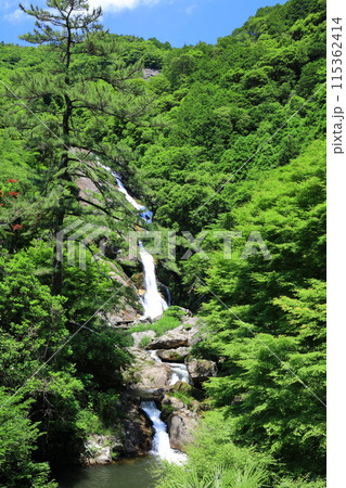【佐賀県】新緑の見帰りの滝（日本の滝100選） 115362414