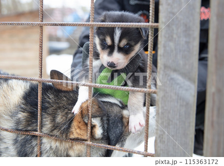 Husky pup in Finland, waiting in a kennel 115363172