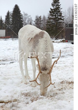 Reindeer on a farm, farming in Finland Reindeer on a farm, farming in Finland 115363197
