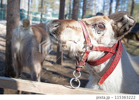 Closeup of a reindeer in Finland 115363222
