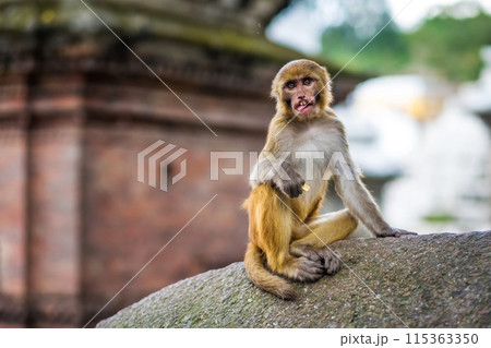 Monkeys in Pashupatinath Temple 115363350