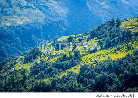 green field of rice in nepal 115363361