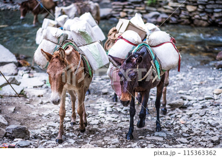 Donkeys on the trail in Nepalese Himalayas Donkeys on the trail in Nepalese Himalayas 115363362