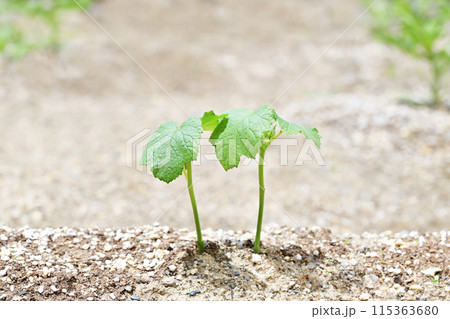 発芽したばかりの野菜 家庭菜園 若葉と土壌 イメージ素材 発芽したばかりの野菜 家庭菜園 若葉と土壌 イメージ素材 115363680