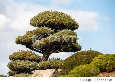 Bonsai pine on garden with blue sky on background 115363756