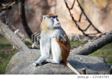 Patas monkey sitting on the stone Patas monkey sitting on the stone 115363765
