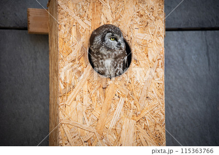The boreal owl - Tengmalm's owl in the chipboard hole The boreal owl - Tengmalm's owl in the chipboard hole 115363766