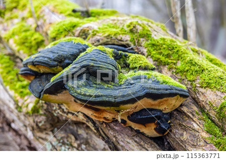Black polypore mushroom and moss on dead tree trunk Black polypore mushroom and moss on dead tree trunk 115363771