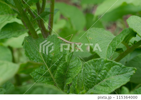 初夏のジャガイモの青葉の上のカマキリの幼虫 初夏のジャガイモの青葉の上のカマキリの幼虫 115364000