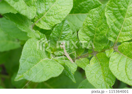 初夏のジャガイモの青葉の上のカマキリの幼虫 115364001