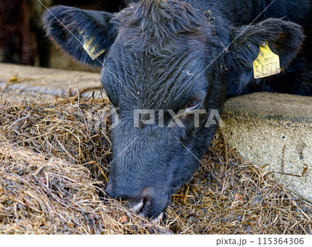 Black cow with ear tags eating feed on a farm, close-up portrait. 115364306