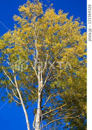 Golden Canopy 115364326