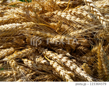 A vibrant display of golden wheat sheaves that encapsulates the essence of harvest season; perfect for farm-to-table and natural food branding. 115364379