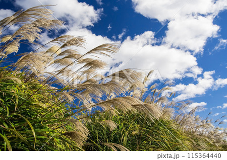 秋イメージ《秋空に映えるススキ》 秋イメージ《秋空に映えるススキ》 115364440