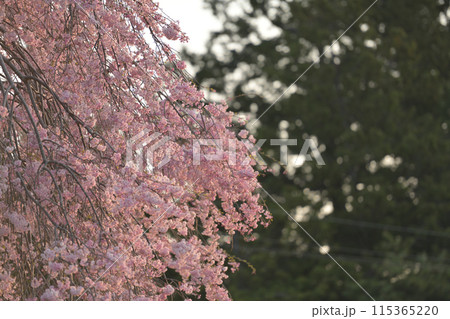 こぼれるように咲く山里の枝垂れ桜、卯月半ば遅い春 こぼれるように咲く山里の枝垂れ桜、卯月半ば遅い春 115365220