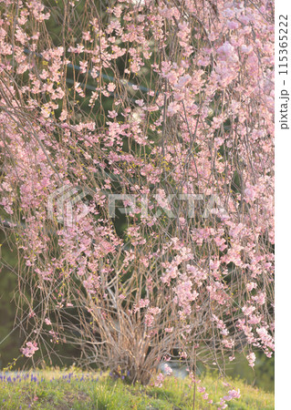 こぼれるように咲く山里の枝垂れ桜、卯月半ば遅い春 115365222