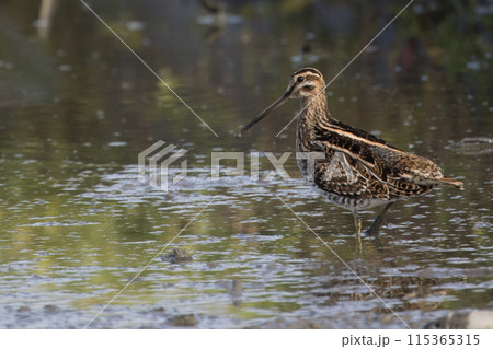 水辺のタシギ 115365315