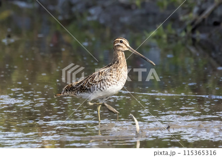 水辺のタシギ 115365316