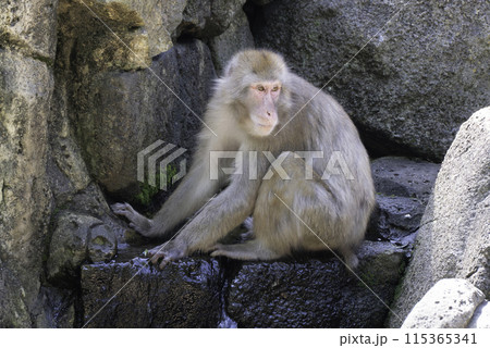 水を触るニホンザル 115365341