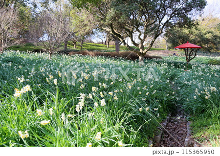 スイセンの花　満開 115365950
