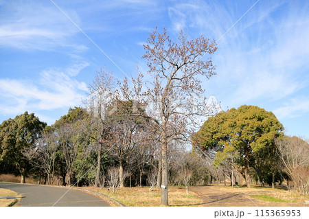 冬のユリノキ 枯れ蕾 冬のユリノキ 枯れ蕾 115365953