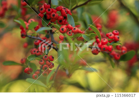 秋の森景色 紅葉の森で赤く色付くピラカンサの実 秋の森景色 紅葉の森で赤く色付くピラカンサの実 115366017