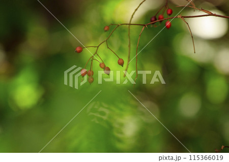 秋の森景色赤いノイバラの実 秋の森景色赤いノイバラの実 115366019