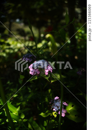 梅雨の晴れ間に咲く紫陽花 115366069