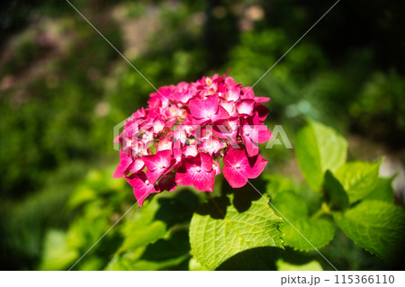 赤いアジサイの花 115366110