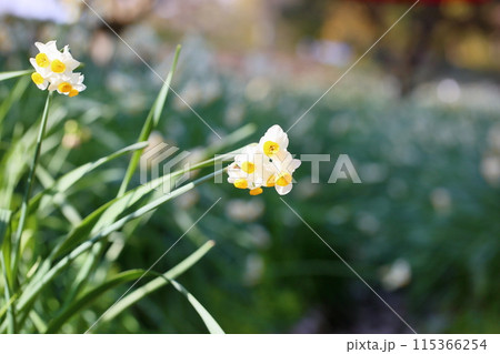 スイセンの花　満開 115366254