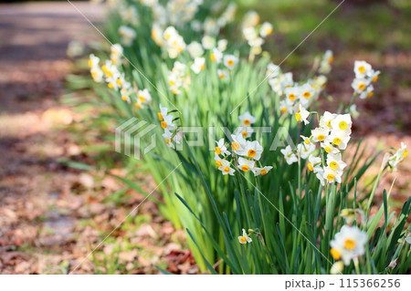 スイセンの花 満開 スイセンの花 満開 115366256