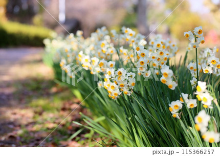 スイセンの花　満開 115366257