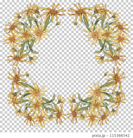 Arnica flowers in a square frame template. Mountain tobacco watercolor illustration, isolated for printing, greeting card, quote, gift tag, labels in cosmetics, herbal medicine, creams, ointments Arnica flowers in a square frame template. Mountain tobacco watercolor illustration, isolated for printing, greeting card, quote, gift tag, labels in cosmetics, herbal medicine, creams, ointments 115366542