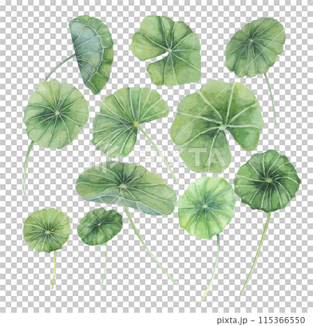 Centella asiatica, gotu cola leaves set. Hand drawn Asiatic pennywort watercolor botanical illustration, isolated elements bundle for cosmetics, packaging, beauty, labels, herbal dietary supplements 115366550