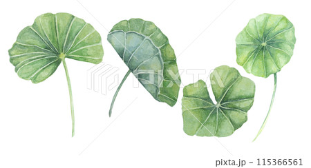 Centella asiatica, gotu cola leaves set. Hand drawn Indian pennyworth plant watercolor clipart, isolated elements bundle for cosmetics, packaging, beauty, tags, labels, herbal dietary supplements 115366561