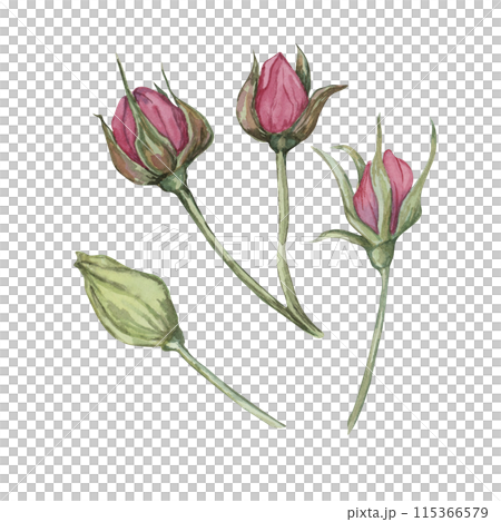 Dog rose, rosa canina watercolor floral clipart. Pink buds of wild rose. Botanical hand drawn briar illustration for design, printing, beauty, cosmetics, perfume, labels, stickers, invitations Dog rose, rosa canina watercolor floral clipart. Pink buds of wild rose. Botanical hand drawn briar illustration for design, printing, beauty, cosmetics, perfume, labels, stickers, invitations 115366579